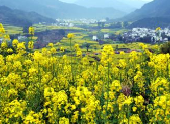婺源十余万亩油菜花盛放迎客 