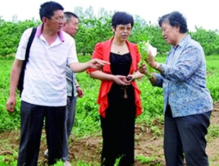 “豌豆女王”张涛带领乡亲共同致富 