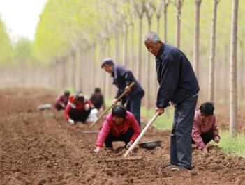 河北内丘：药材种植富农家