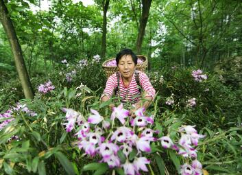 贵州赤水：石斛花开出“美丽经济” 