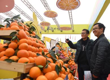 重庆奉节国际橙博会开幕 